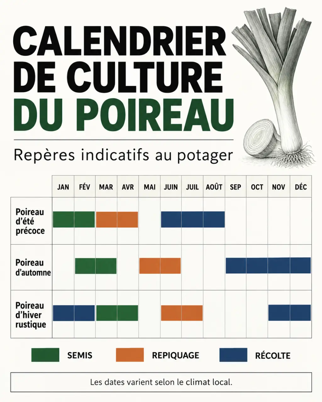 Calendrier du potager poireau avec les périodes de semis, repiquage et récolte
