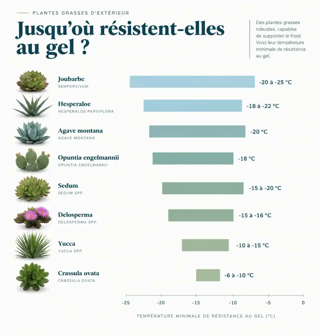Infographie des plantes grasses extérieur qui ne gèlent pas : seuils de rusticité en °C par espèce